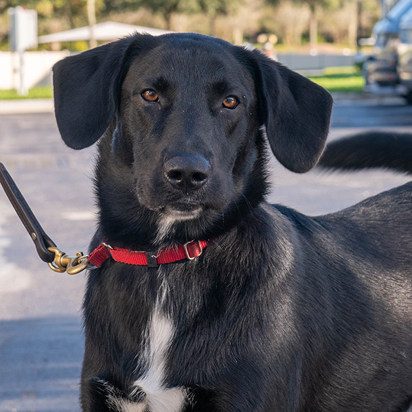 Mario_ShelterToServiceDog