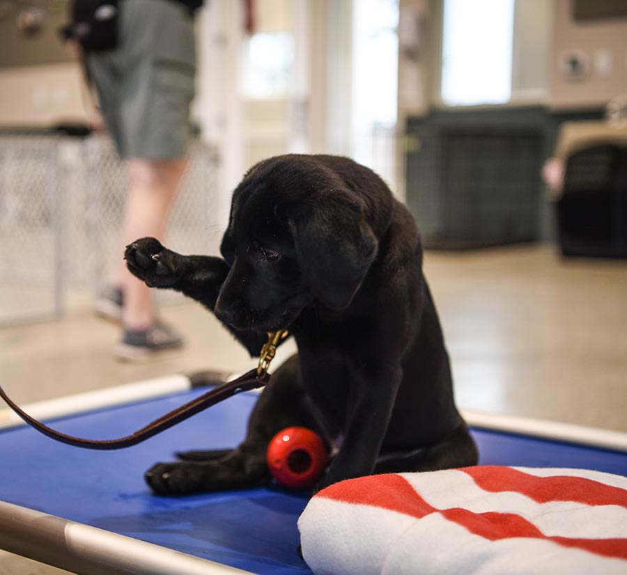 K9s For Warriors Service Dog Brisket