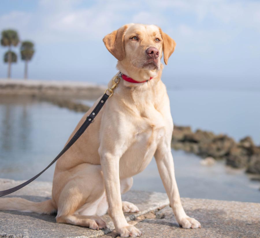 K9s For Warriors Future Hero