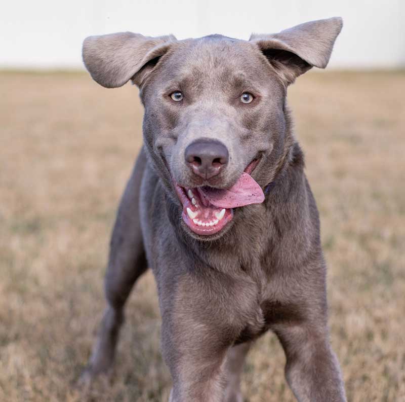 K9s For Warriors Service Dog Hippo