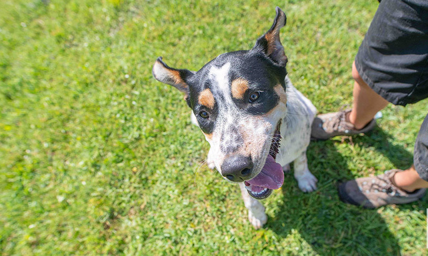 Spotted shelter dog Bruno