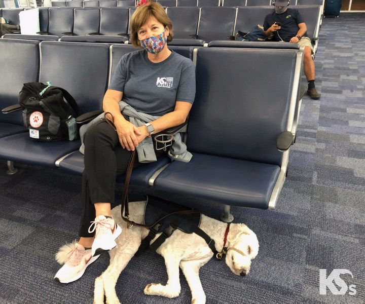 Service Dog puppy in airport