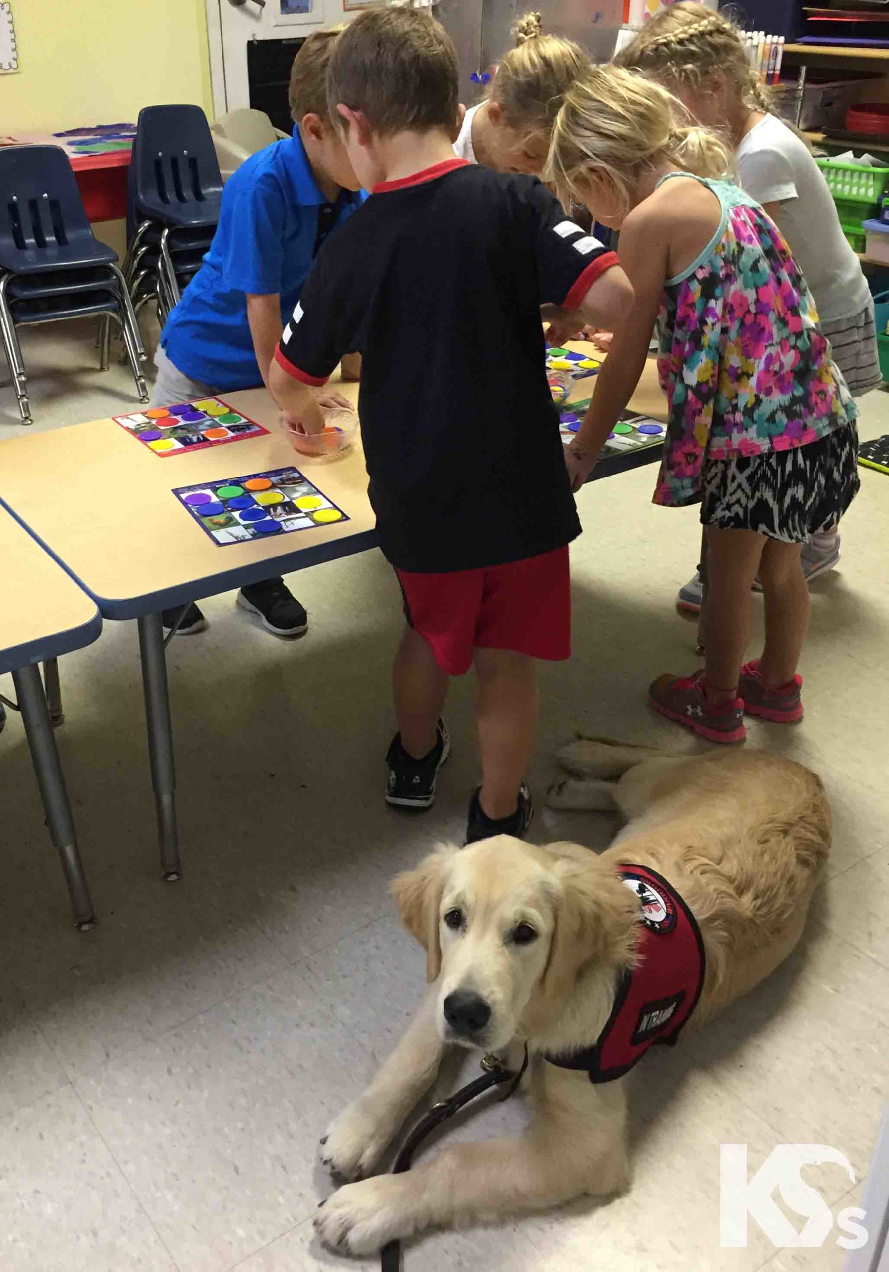 Service dog puppy in classroom
