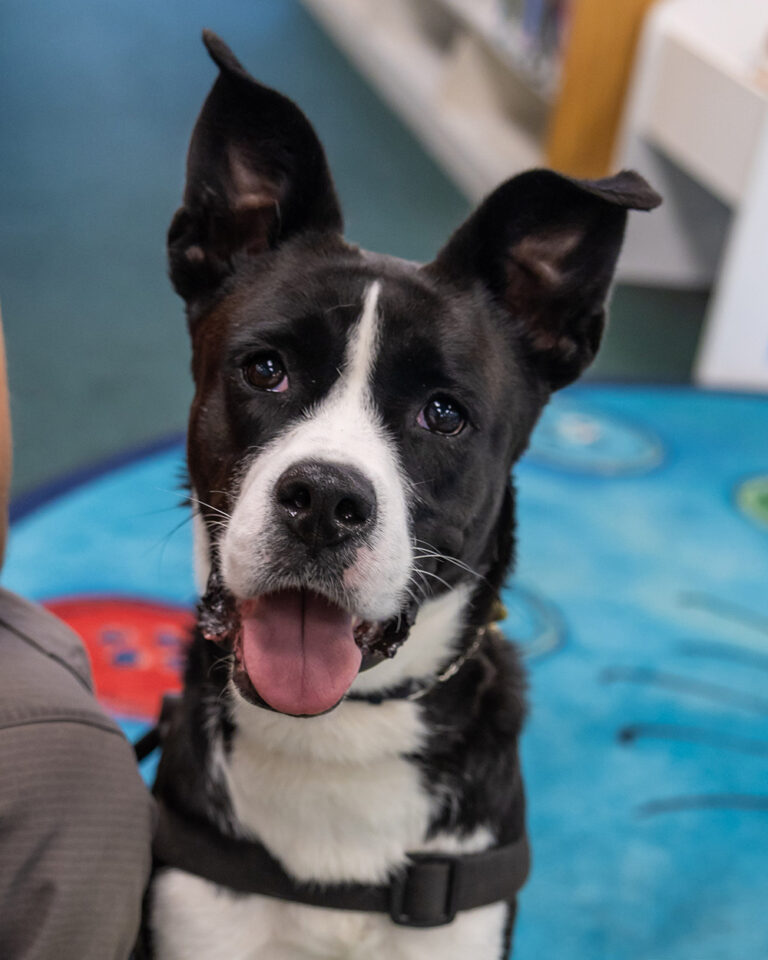 Throughout our 100-year history, Purina Dog Chow have been humbled by the bravery and sacrifice of our country’s active military and Veterans. That’s why they've made it their mission to support these heroic men and women and the dogs who love them.