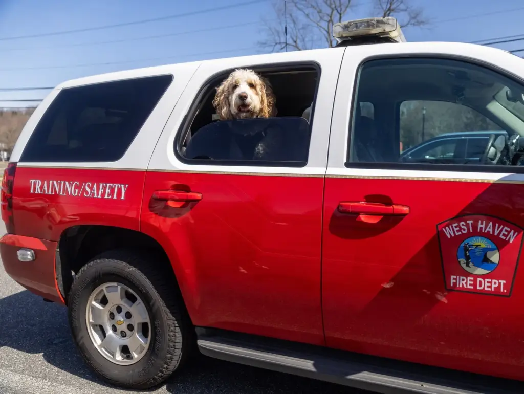 Station dog inside a first responder vehicle