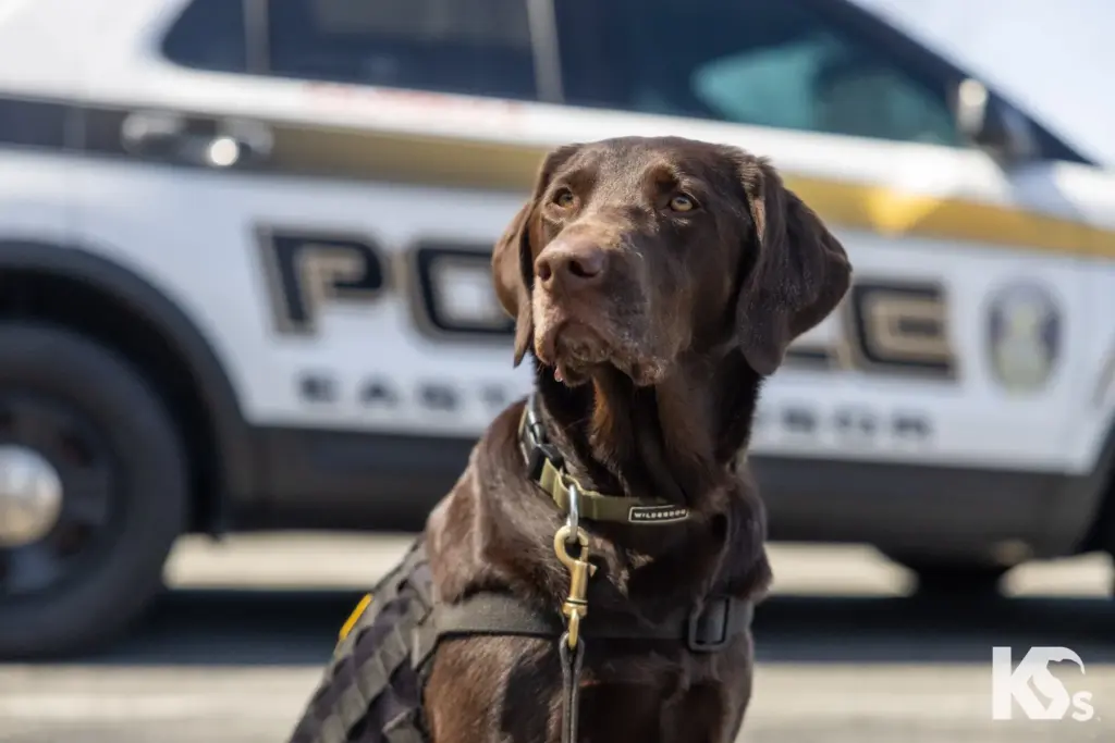 A station Dog in front of a police vehicle