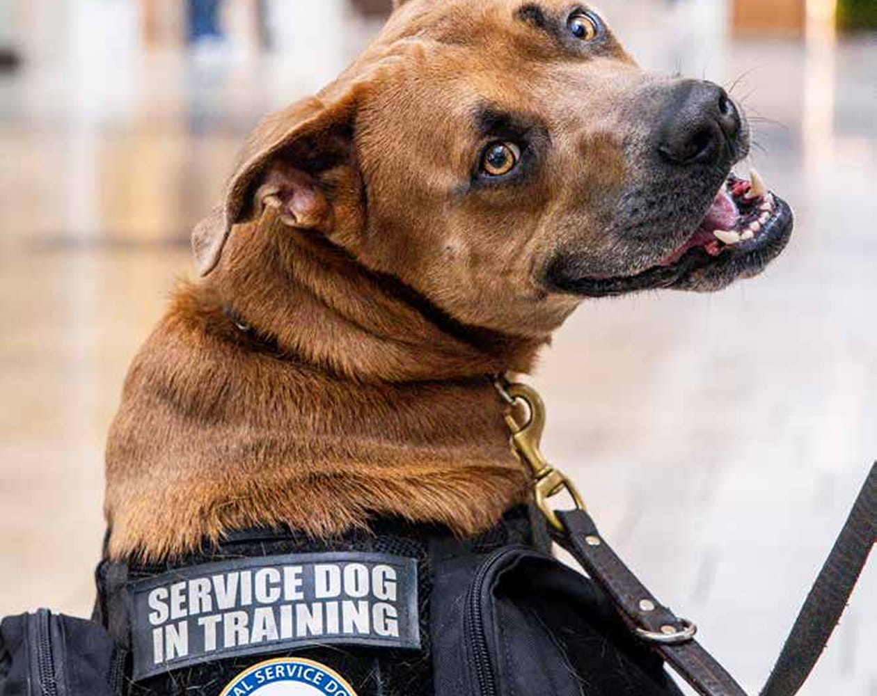 Service dog in training