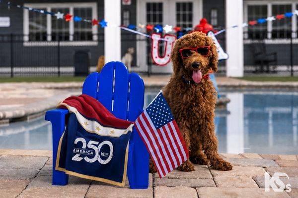 K9s For Warriors celebrates America 250 with a puppy pool party.