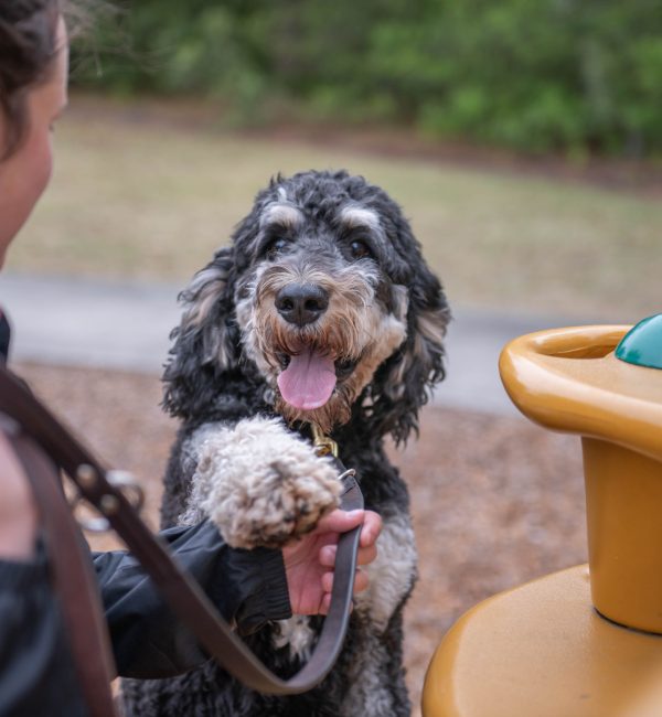 Help us rescue dogs like, Henry